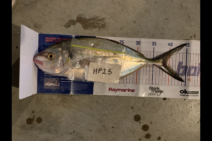 Mark Piskulic caught this 39.0cm Trevally at Northland during The Hirepool Baitmates Fishing Comp